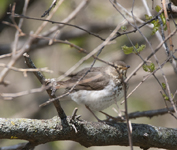 Swainsons Thrush 2506